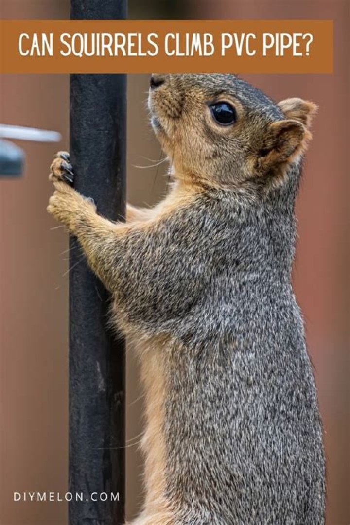 Can a squirrel climb a PVC pipe?