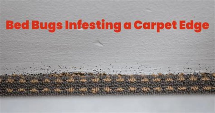 Can bed bugs live in carpet?