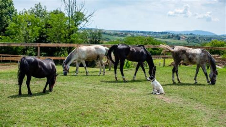 Can horses play with dogs?