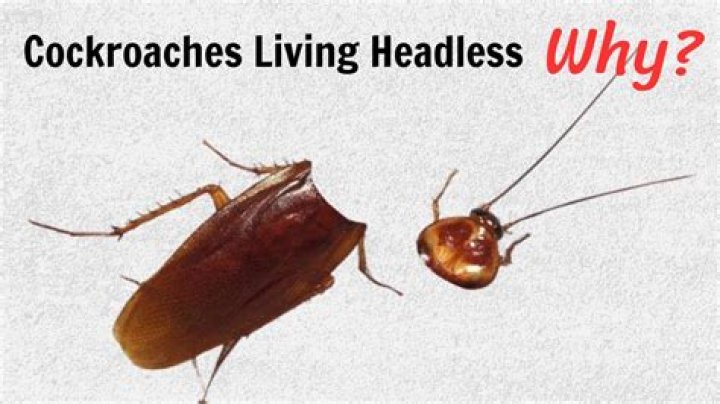 Can we live without cockroaches?