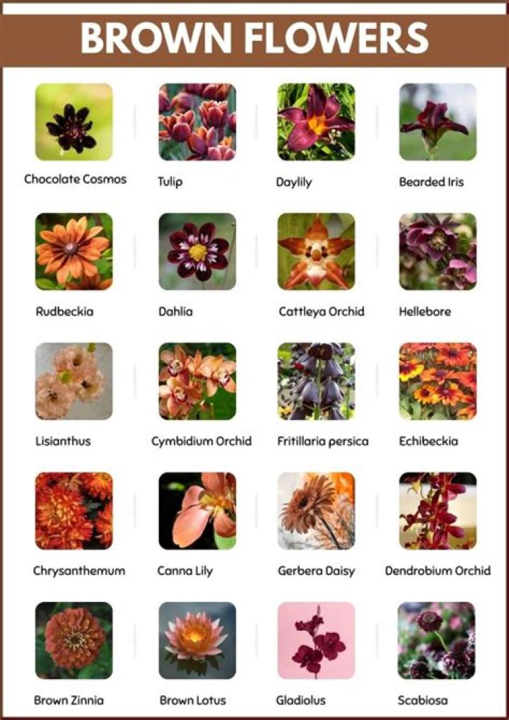 Do brown flowers exist?
