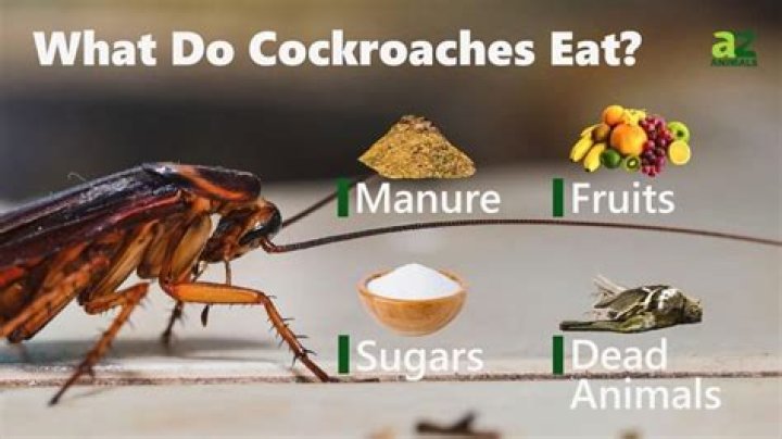 Do cockroaches eat dead cockroaches?