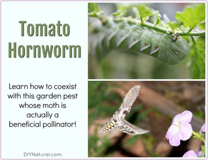 Do hummingbird moths come from tomato worms?