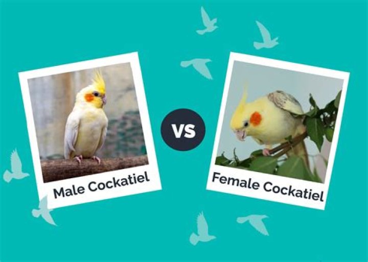 How do cockatiels flirt?