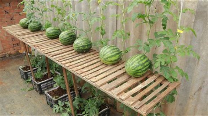How do you plant a Charleston GREY watermelon?