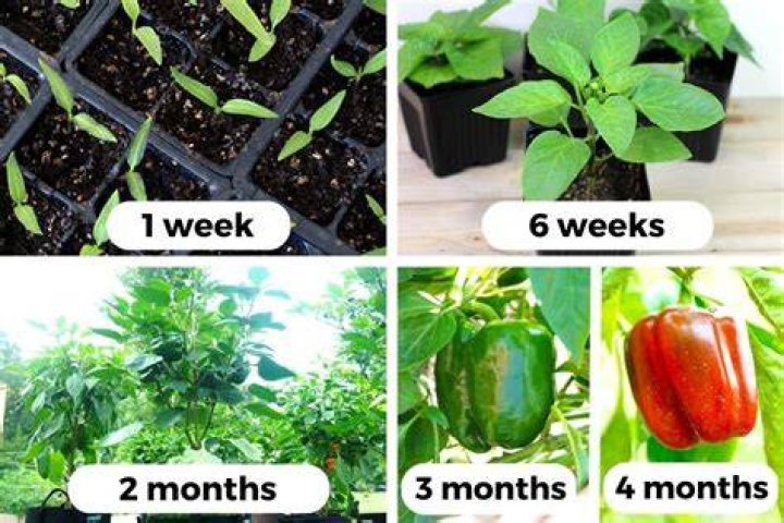 How long do you let buds grow?