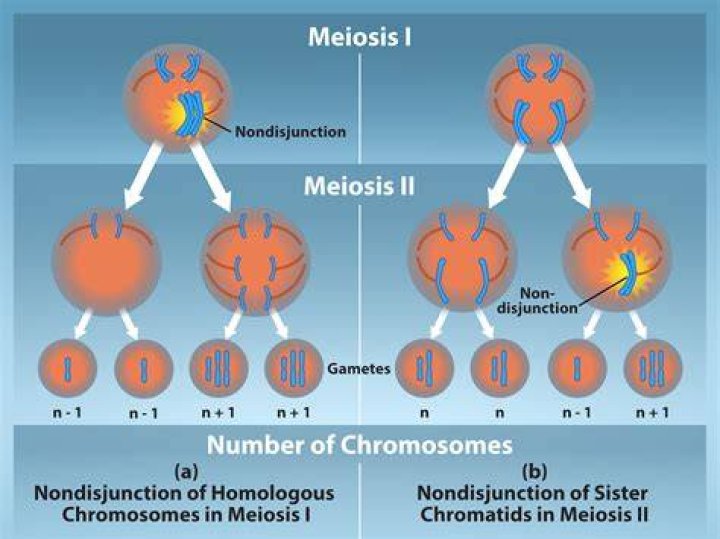 How many chromosomes are there after meiosis 2?