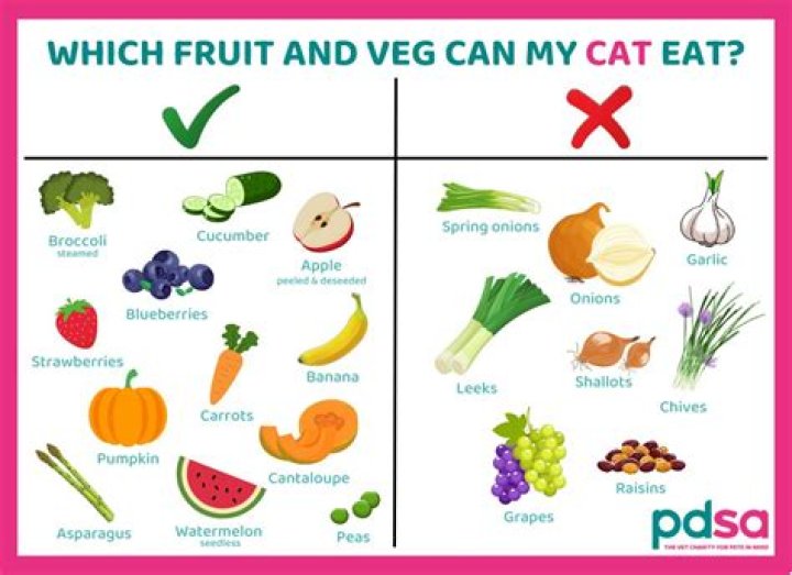 Is it OK to give my cat human food?
