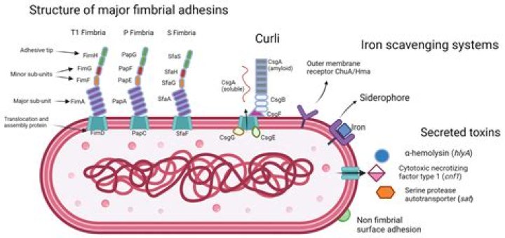What bacteria causes eczema?