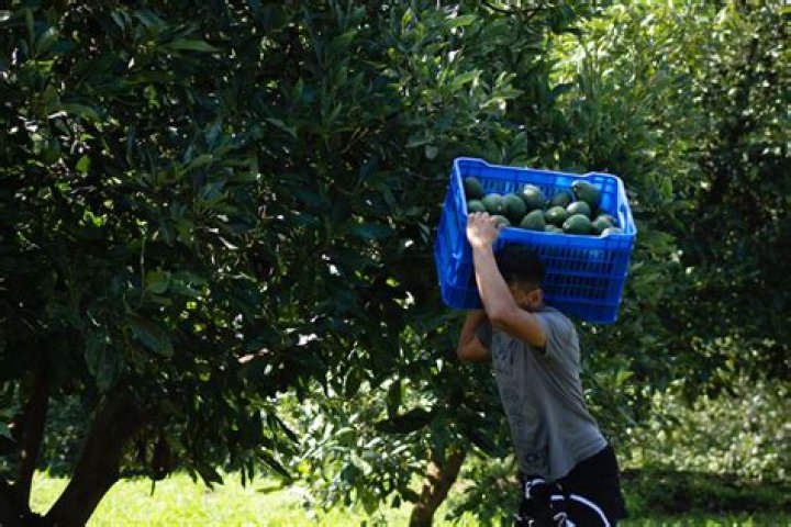 What is the problem with avocados?