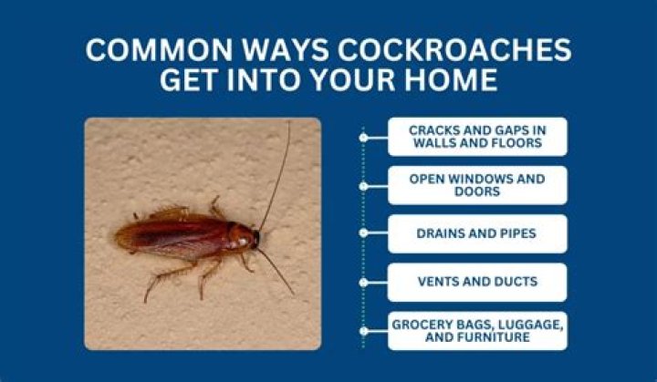 What percentage of homes have cockroaches?