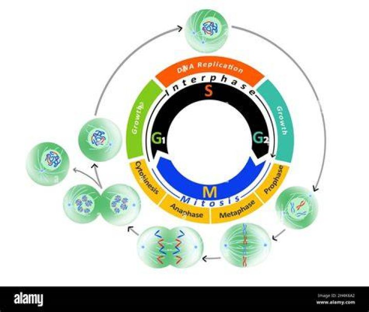 Where does DNA replication occur in meiosis?
