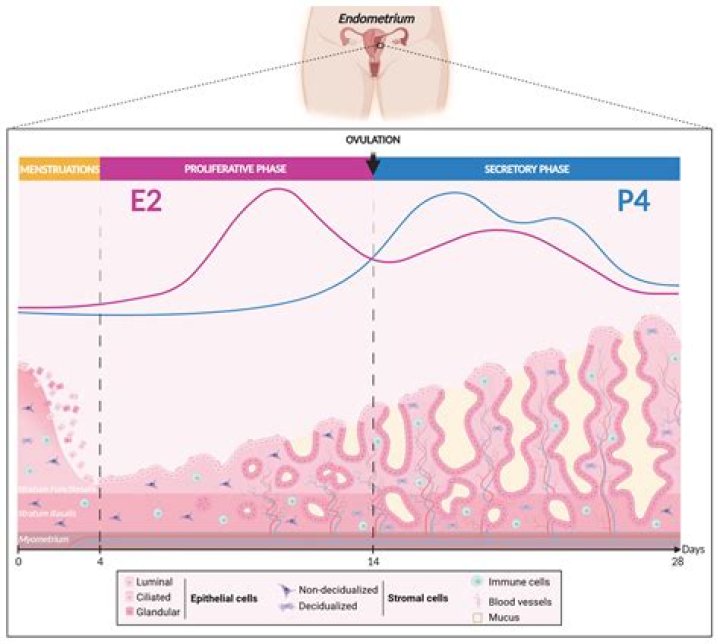 Which side effect occurs due to excess progestin?