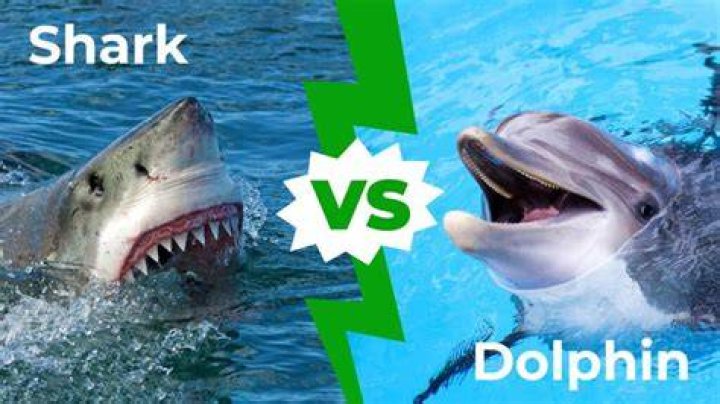 Who would win a fight between a shark and dolphin?
