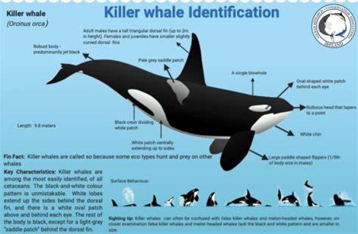 Why are killer whales so mean?