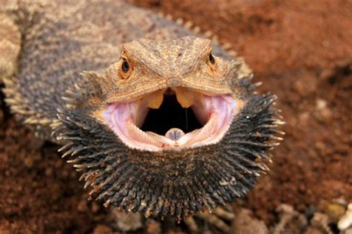 Why do bearded dragons fill themselves with air?