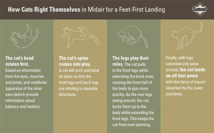 Why do cats always land on their feet?