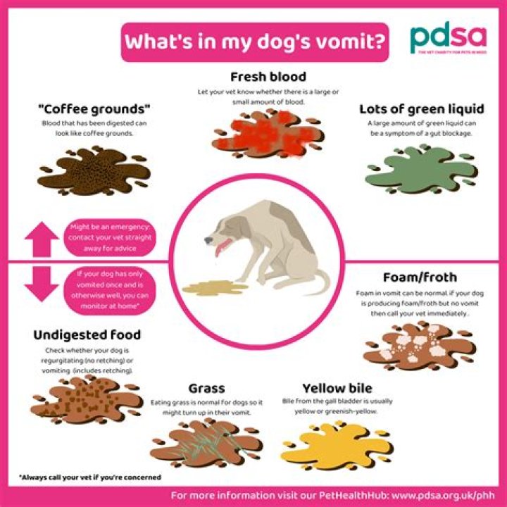 Why is my dog throwing up yellow foam and having diarrhea?